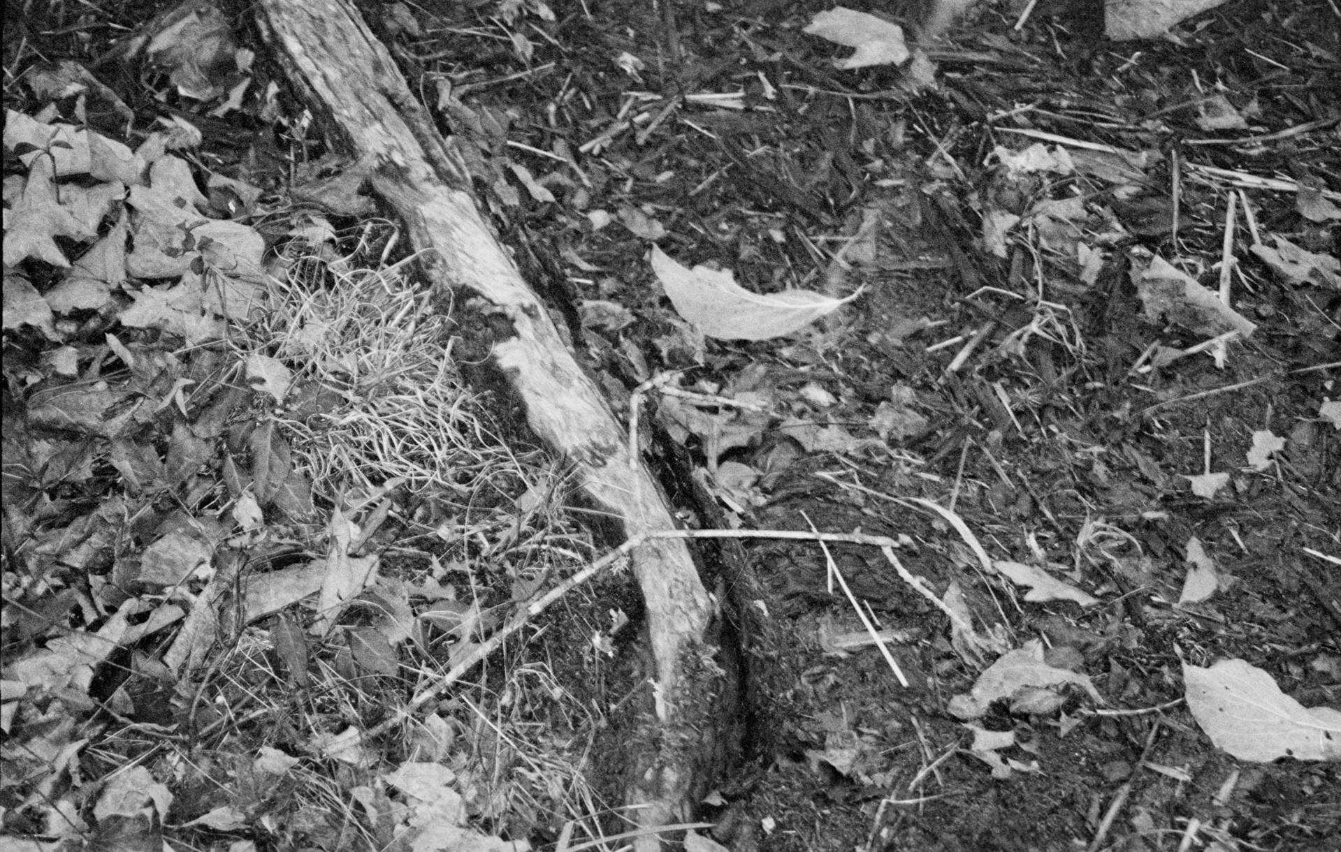 What I Wish I was Able to Say, Caroline Schultz